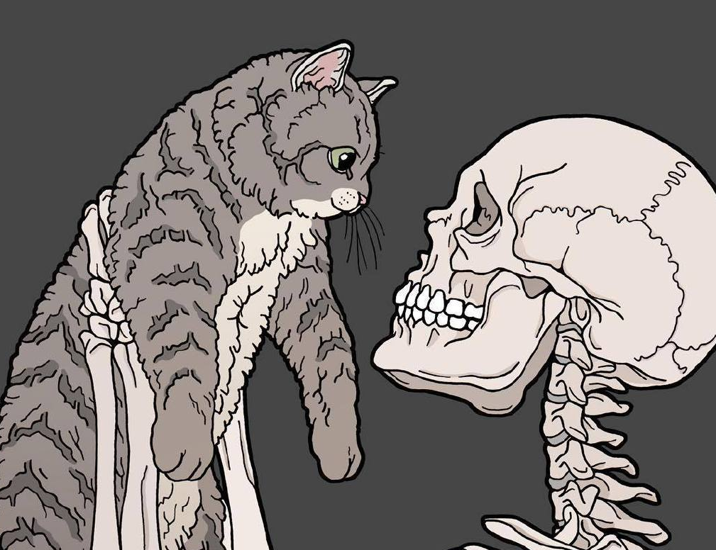 猫和狗