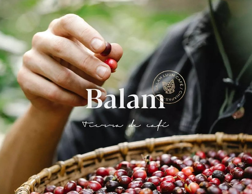 Balam Coffee Packaging 咖啡包装设计