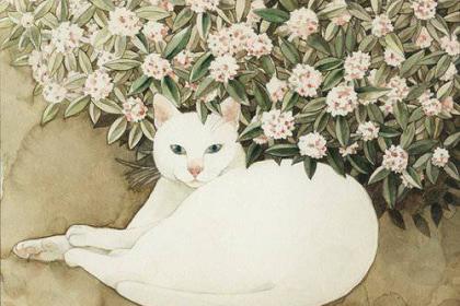 猫窝